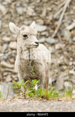 Icefields Parkway, Jasper National Park, Alberta, Kanada. Baby Bighorn Schafe Stockfoto