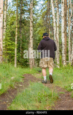 Menschen wandern durch ein Wäldchen von Wasser Birken entlang der Patricia Lake Circle Trail in der Nähe von Jasper, Jasper National Park, Alberta, Kanada. Auch eine Bekannte Stockfoto