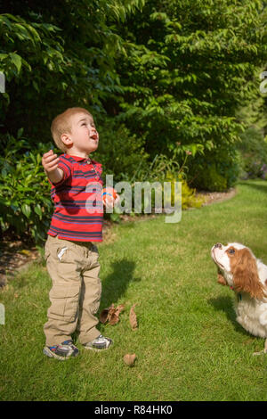 Issaquah, Washington, USA. Zwei Jahre alten Sohn und Mandy, ein Cavalier King Charles Spaniel hund, und wartet auf eine Kugel, die er durch bis ich Stockfoto