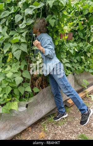 Bellevue, Washington, USA. Frau Kommissionierung Seychellen pole grüne Bohnen, die auf einer A-Frame trellis angebaut werden. (MR) (PR) Stockfoto