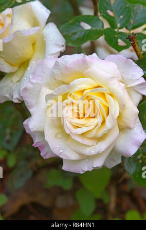 Nahaufnahme der Schönen und zarten Rosa und Gelb Rot Blütenblätter der Frieden stieg im Sommer Stockfoto