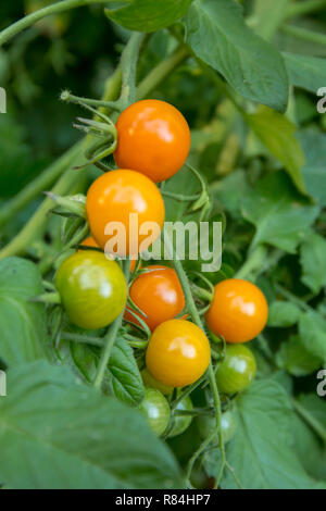 Sungold Kirschtomaten auf die Rebe in verschiedenen Phasen der Reife. Stockfoto