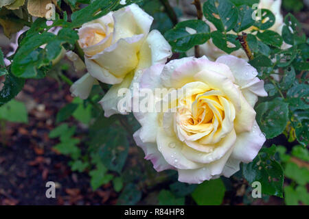 Nahaufnahme der Schönen und zarten Rosa und Gelb Rot Blütenblätter der Frieden stieg im Sommer Stockfoto