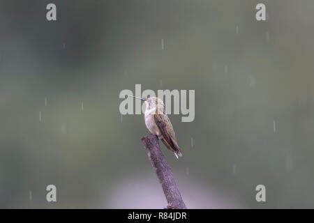 Nasse Ruby-throated hummingbird thront im Regen. Stockfoto