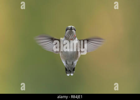 Juvenile männlichen Ruby-throated hummingbird im Flug. Stockfoto
