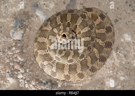 Östlichen Hog-gerochene Schlange, (Heterodon platirhinos), Hamilton Co., Kansaa, USA. Stockfoto