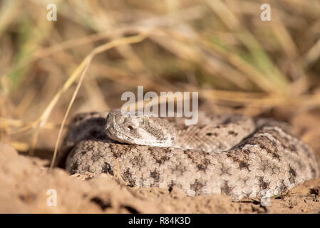 Western Diamond backed Klapperschlange (Crotalus atox), Corralitos Ranch Road, Donna Anna Co., New York, USA. Stockfoto