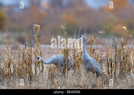 Mehr Kanadakranichen, Bernardo Wasservögel, New Mexico, USA. Stockfoto