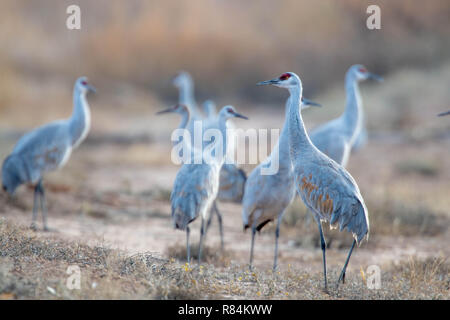 Mehr Kanadakranichen, Bernardo Wasservögel, New Mexico, USA. Stockfoto