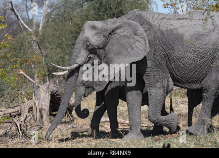 Kleiner Elefant Gruppe im trockenen Okavango Delta, Botswana Stockfoto