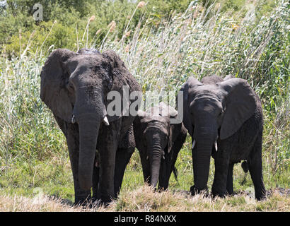 Kleiner Elefant Gruppe im trockenen Okavango Delta, Botswana Stockfoto