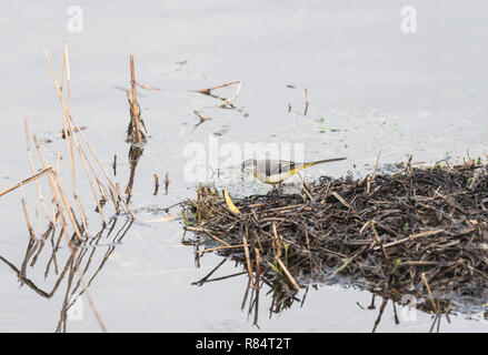 Die nahrungssuche Gebirgsstelze (Motacilla cinerea) Stockfoto