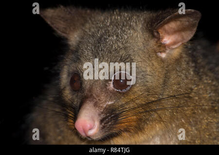 Nahaufnahme Portrait von gemeinsamen Bürste Schwanz possum North West Tasmanien Australien Stockfoto