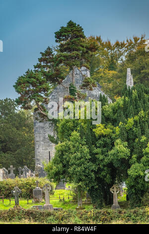 Ruinen des Muckross Abbey, 1448 gegründet als Franziskanerklosters. Nationalpark Killarney, County Kerry, Irland. Stockfoto