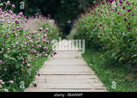 Purple Globe Amaranth blumen Feld mit Weg in der Mitte Stockfoto