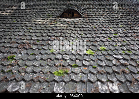 Farbe Bild von einigen Holz Fliesen auf einem Dach. Stockfoto