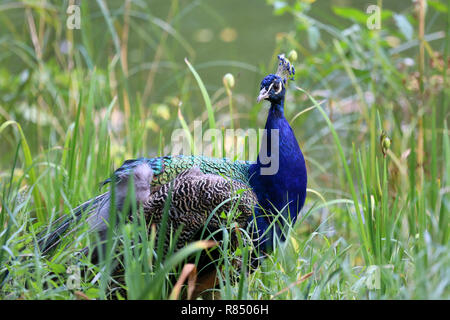 Peacock, einer der schönsten großen Vögel Stockfoto