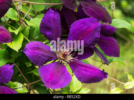 Blume der Laubbäume Clematis hybride cv. Clematis x Jackmanii Superba. Eine typische single Art großblütige Clematis. Stockfoto