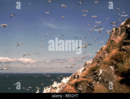 Seevögel; Basstölpel (Sula Bassanus) Nicht-Brutvögel {Der Club} fliegen um die Kolonie den ganzen Tag. Bass Rock. Vor der Küste in der Nähe von North Berwick, Schottland Stockfoto