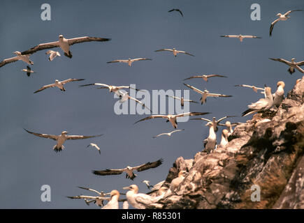 Seevögel; Basstölpel (Sula Bassanus) Nicht-Brutvögel {Der Club} fliegen um die Kolonie den ganzen Tag. Bass Rock. Vor der Küste in der Nähe von North Berwick, Schottland Stockfoto