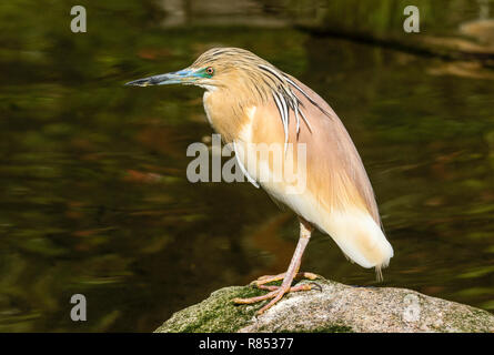 Die Squacco Heron (Ardeola ralliodes) ist ein kleiner Reiher in Südeuropa und Afrika. Dieser Vogel ist in der Zucht Gefieder gefunden. Stockfoto