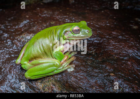 Litoria caerulea, The Green Tree Frog, sitzend auf einem dunklen Felsen im tropischen Regenwald, in der Nähe von Cairns, Queensland, Australien Stockfoto