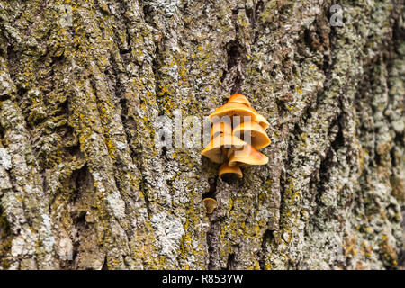 Pilze und Moos wächst an einem Baum im Dezember Stockfoto