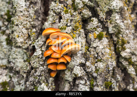 Pilze und Moos wächst an einem Baum im Dezember Stockfoto