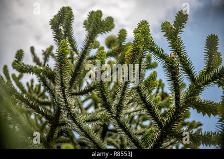 Eine Nahaufnahme eines Monkey Puzzle ball Baum, Richmond, Yorkshire, Großbritannien Stockfoto