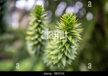 Eine Nahaufnahme eines Monkey Ball Baum, Richmond, Yorkshire, Großbritannien Stockfoto