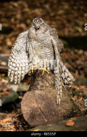 Habicht am Flußufer Falknerei. Stockfoto