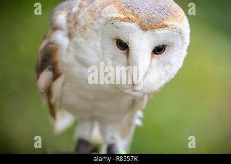Barn owl am Flußufer Falknerei. Stockfoto
