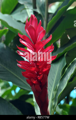 Eine Nahaufnahme eines Roten Ingwer Stockfoto