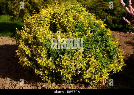 Von Fortune euonymus ist eine prächtige dicht wachsende Strauch mit