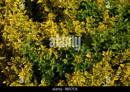 Von Fortune euonymus ist eine prächtige dicht wachsende Strauch mit