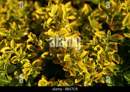 Von Fortune euonymus ist eine prächtige dicht wachsende Strauch mit