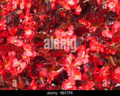 Bunte Anzeige von Beetpflanzen, darunter Rot Begonia und pink Daisy in den Gärten im Roath Park See, Roath, Cardiff, South Wales, Großbritannien Stockfoto