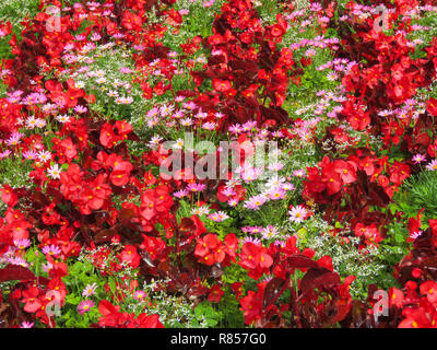 Bunte Anzeige von Beetpflanzen, darunter Rot Begonia und pink Daisy in den Gärten im Roath Park See, Roath, Cardiff, South Wales, Großbritannien Stockfoto