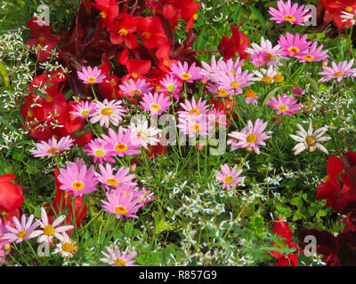 Bunte Anzeige von Beetpflanzen, darunter Rot Begonia und pink Daisy in den Gärten im Roath Park See, Roath, Cardiff, South Wales, Großbritannien Stockfoto