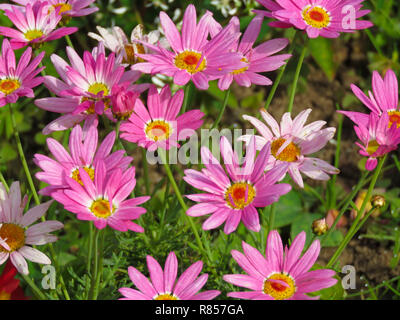 Bunte Anzeige von Beetpflanzen, darunter Rot Begonia und pink Daisy in den Gärten im Roath Park See, Roath, Cardiff, South Wales, Großbritannien Stockfoto