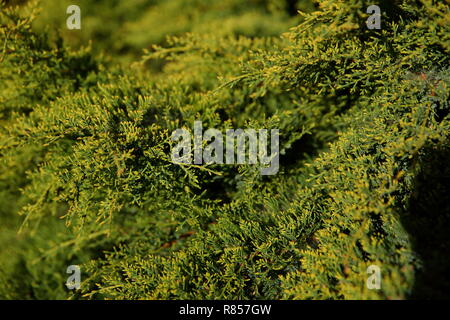 Juniper aus dem Cypress Familie in jedem Garten ist eine anmutige Dekoration aufgrund seiner Farbe und Aussehen. Stockfoto