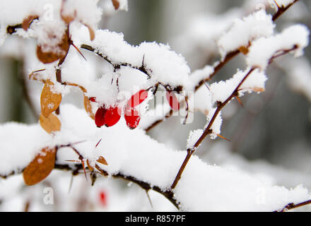 Rot saftige Berberitze ist mit reinen, weißen Schnee bedeckt Stockfoto