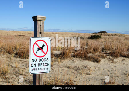 Keine Hunde am Strand Schild montiert durch die Dünen am Strand in Scusset Sagamore, Bourne, Cape Cod, Massachusetts, USA Stockfoto
