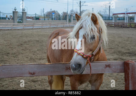Das Pferd wird auf der paddok. Es ist allein. Stockfoto