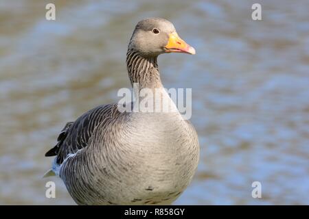 Porträt einer Graugans (Anser anser) stehen durch die Waters Edge Stockfoto