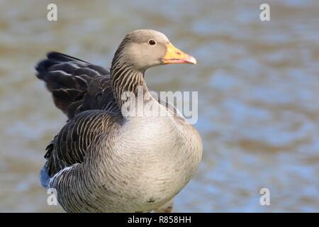 Porträt einer Graugans (Anser anser) stehen durch die Waters Edge Stockfoto