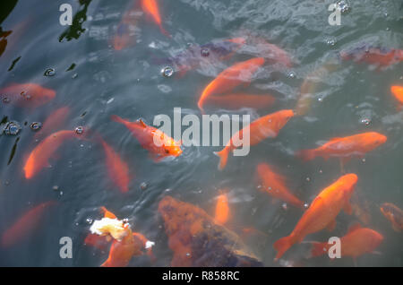 Bunte Fische schwimmen im Teich. bunte Fische Hintergrund. Stockfoto