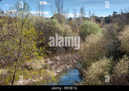 Auwald neben dem Fluss Manzanares, in El Pardo, Madrid, Spanien Stockfoto