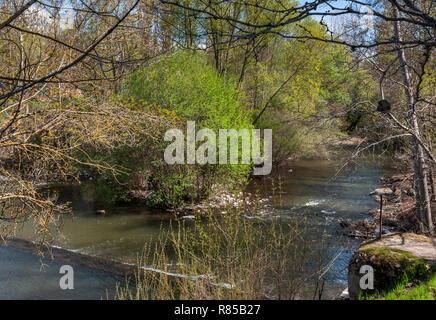 Auwald neben dem Fluss Manzanares, in El Pardo, Madrid, Spanien Stockfoto