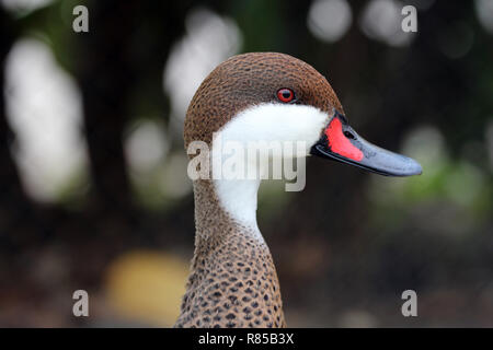 Dieses White ist Pintail Vogel ist eine Ente mit roten und schwarzen Schnabel, rote Augen, weiß ist. Stockfoto